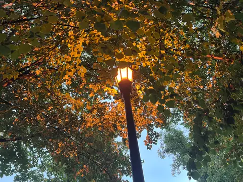 Streetlight magic under a golden canopy of leaves.